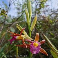 Phaius wallichii Lindl.